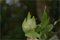 Dalechampia velutina